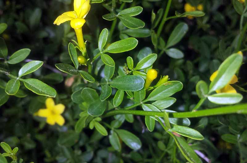 Jasminum fruticans #50274