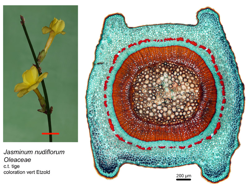 Jasminum nudiflorum, histologie, histology. #20522