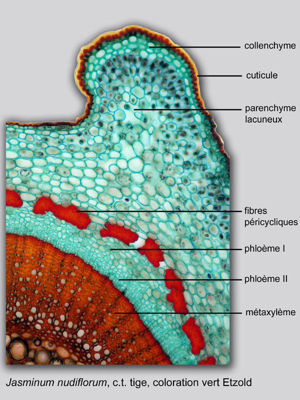 Jasminum nudiflorum, histologie, histology. #20523