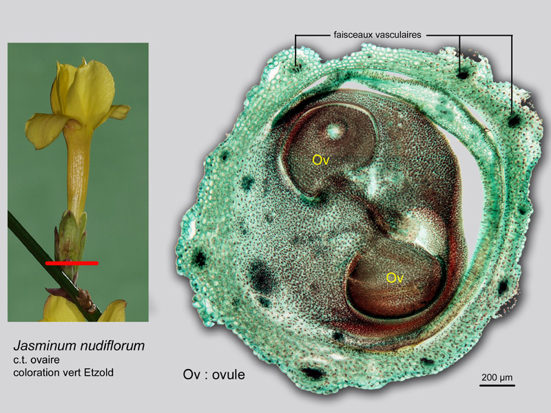 Jasminum nudiflorum, histologie, histology. #20525