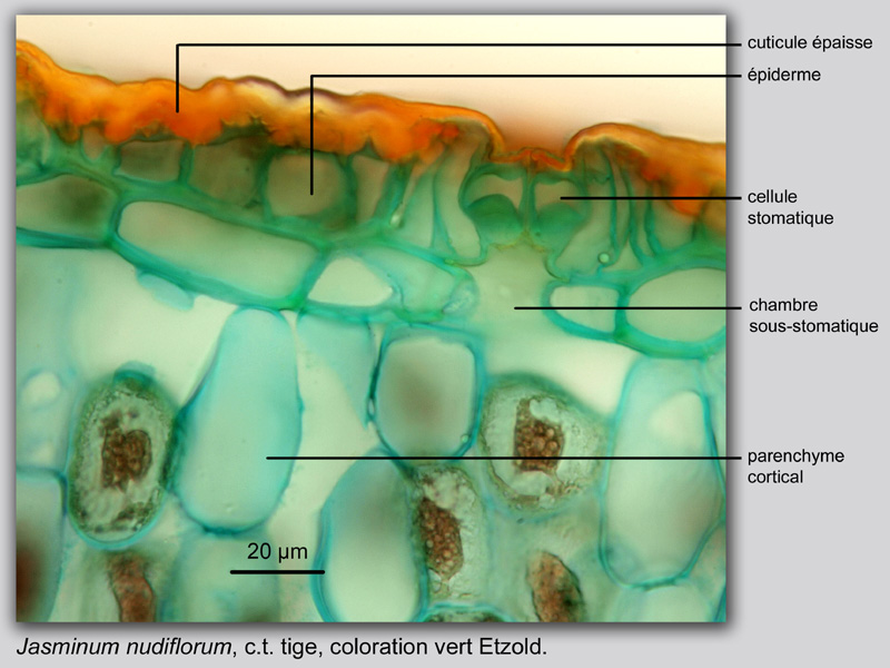 Jasminum nudiflorum, histologie, histology. #20524