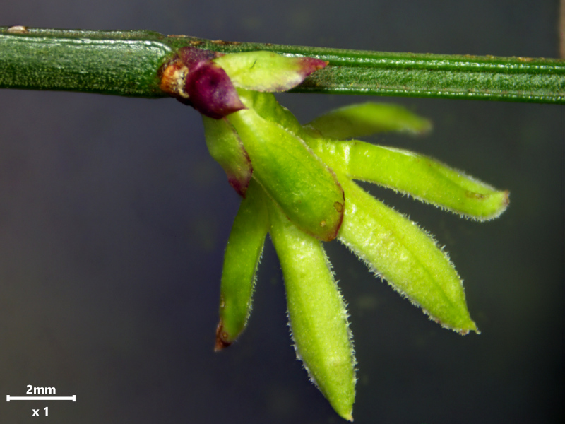 Jasminum nudiflorum Lindl., 1846 #78045