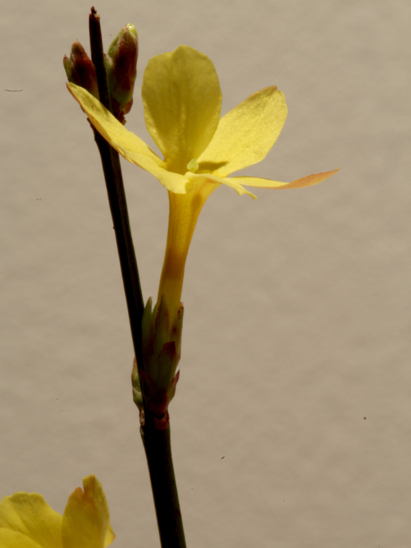 Jasminum nudiflorum Lindl., 1846 #78043