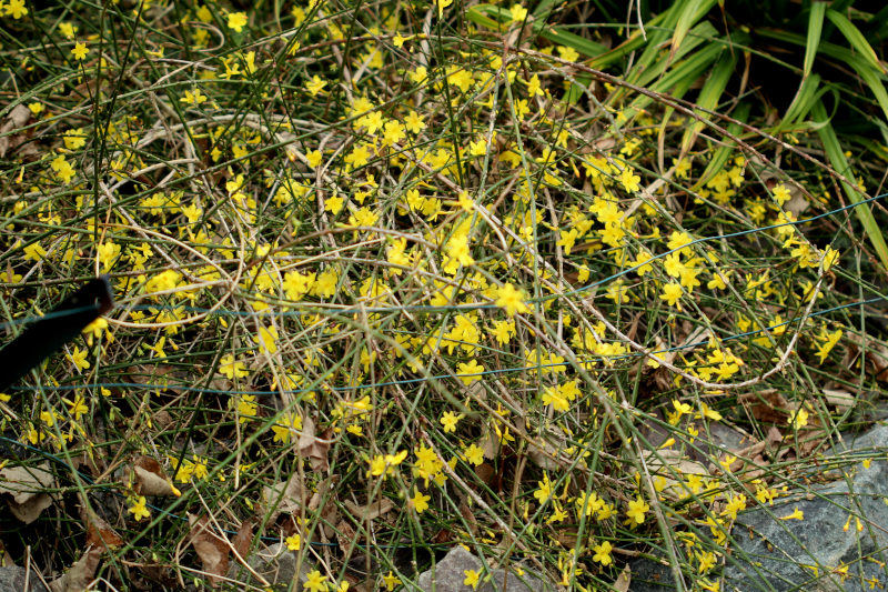 Jasminum nudiflorum Lindl., 1846 #78042