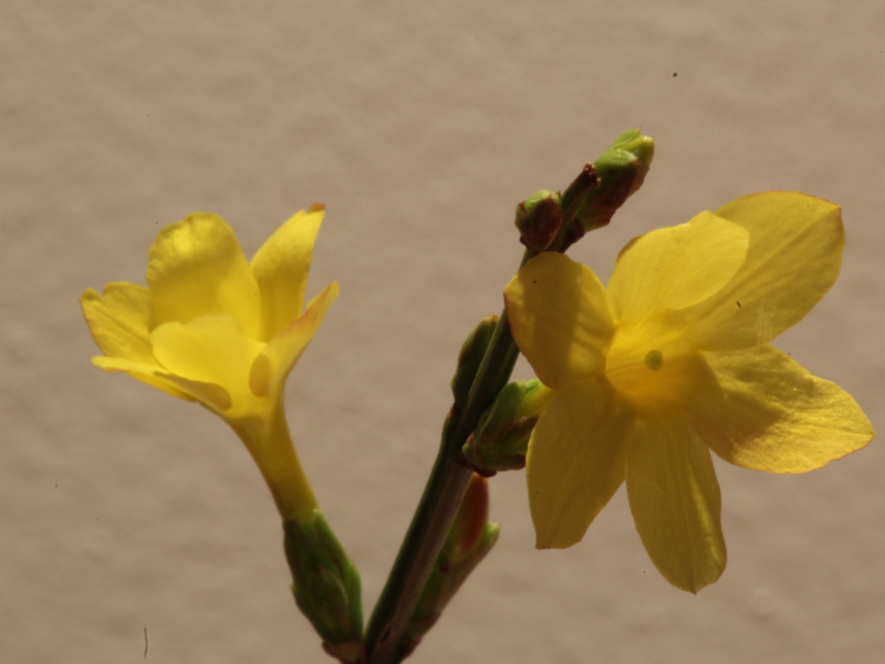 Jasminum nudiflorum Lindl. #78038