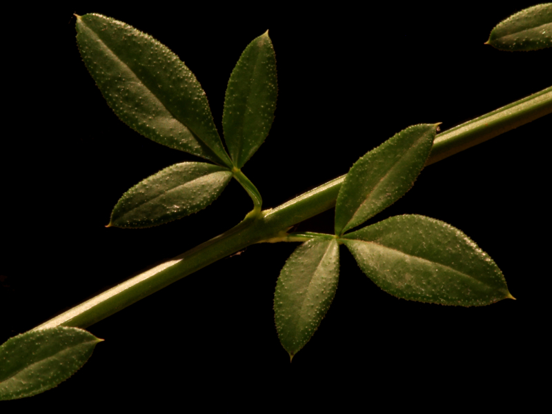 Jasminum nudiflorum Lindl., 1846 #79420