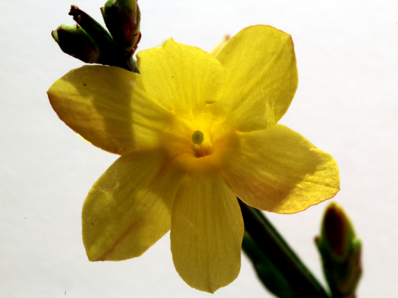 Jasminum nudiflorum Lindl., 1846 #78044