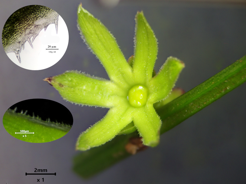 Jasminum nudiflorum Lindl., 1846 #78046