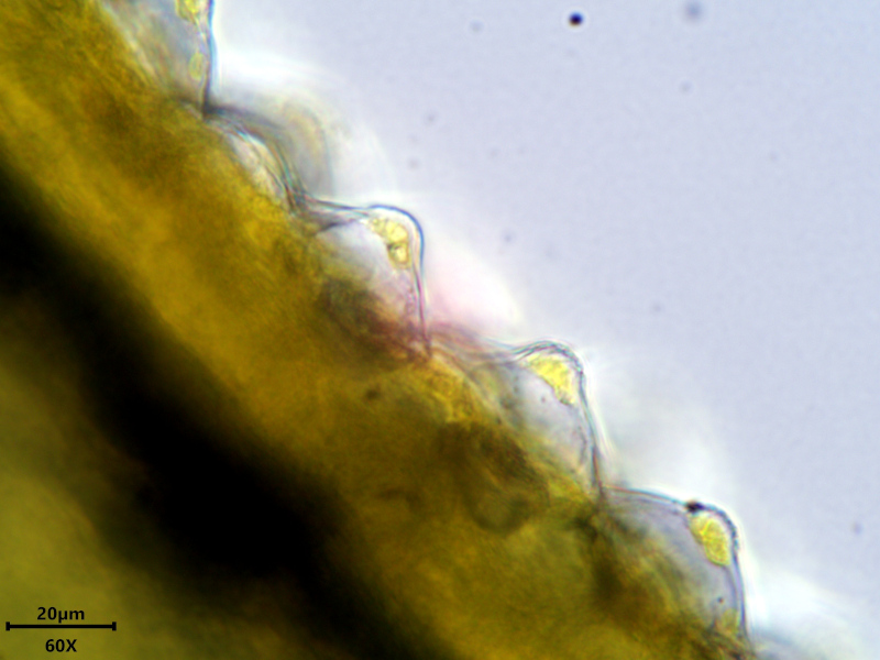 Jasminum nudiflorum Lindl., 1846 #78050