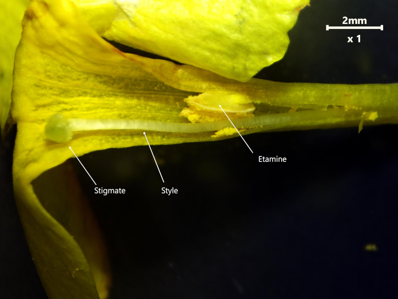 Jasminum nudiflorum Lindl., 1846 #78048