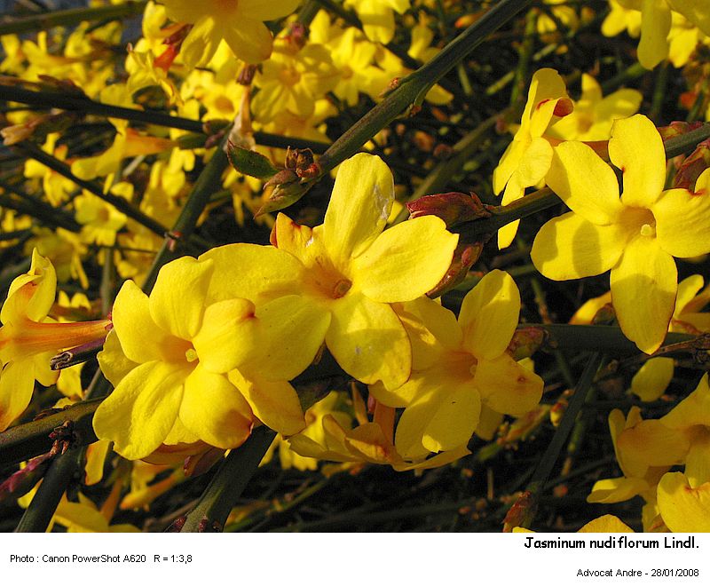 Jasminum nudiflorum Lindl. #8381