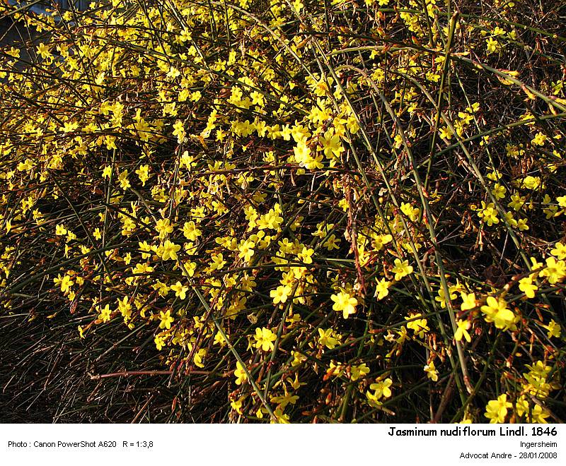 Jasminum nudiflorum Lindl. #8380