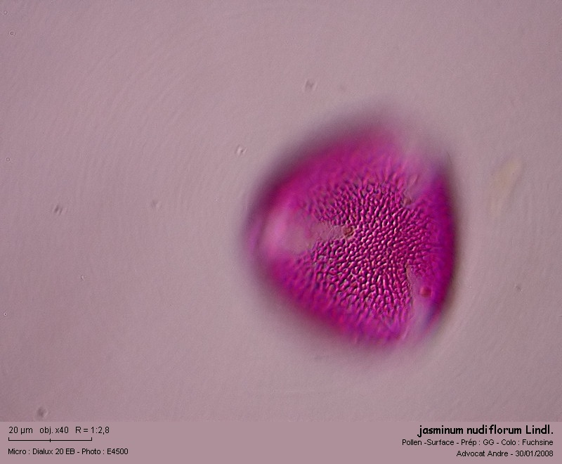 Jasminum nudiflorum Lindl. #8383