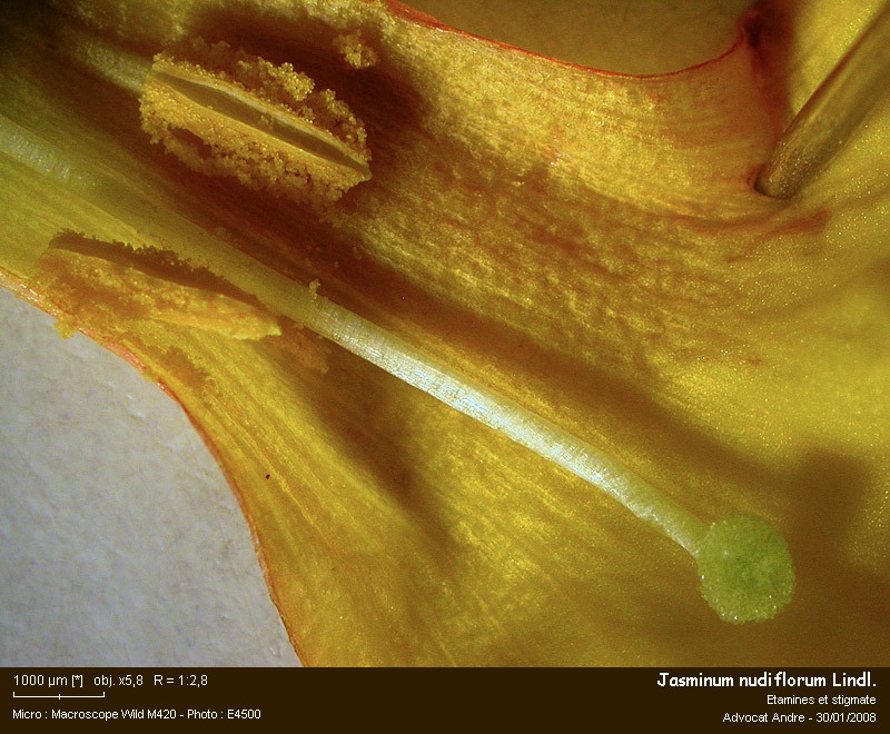 Jasminum nudiflorum Lindl. #8382
