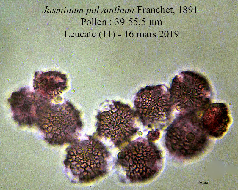 Jasminum polyanthum #58555