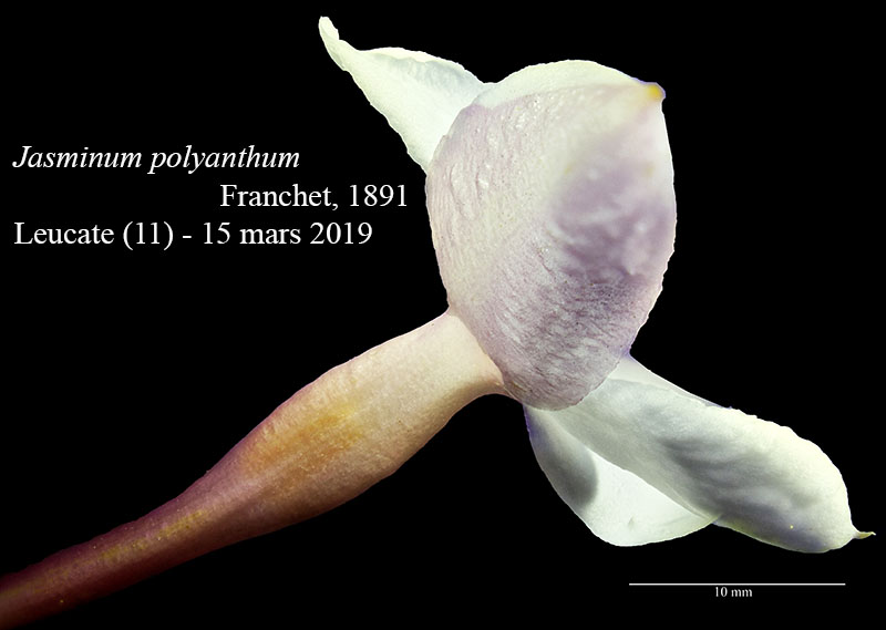 Jasminum polyanthum #58552