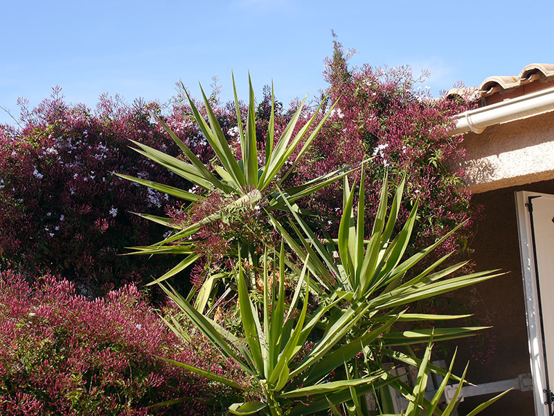 Jasminum polyanthum #58548