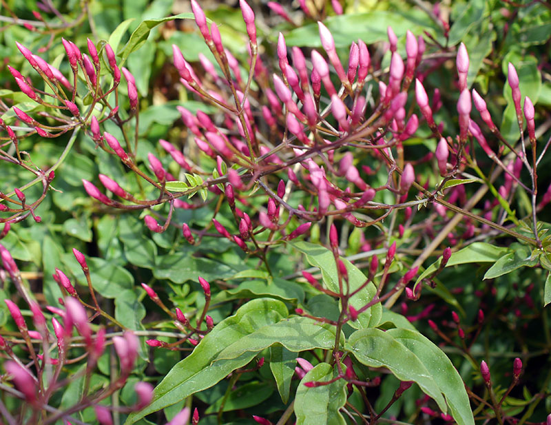 Jasminum polyanthum #58550
