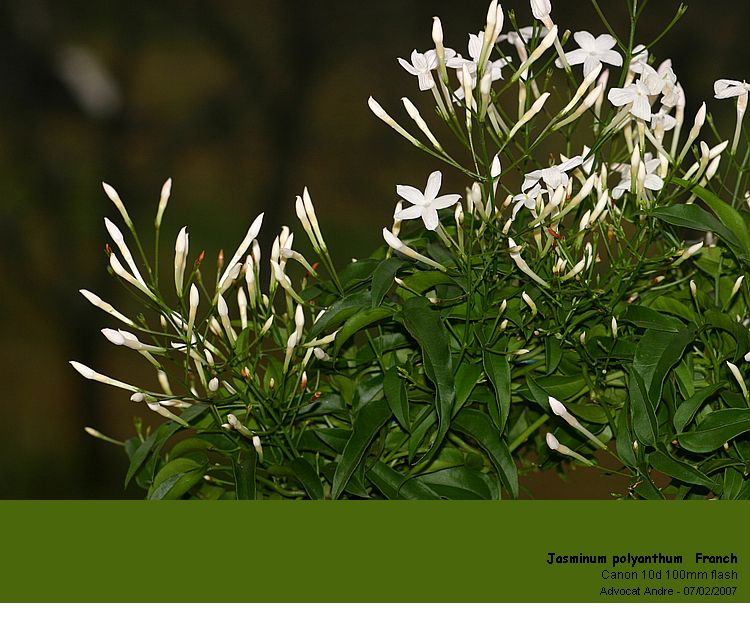 Jasminum polyanthum Franch #8385