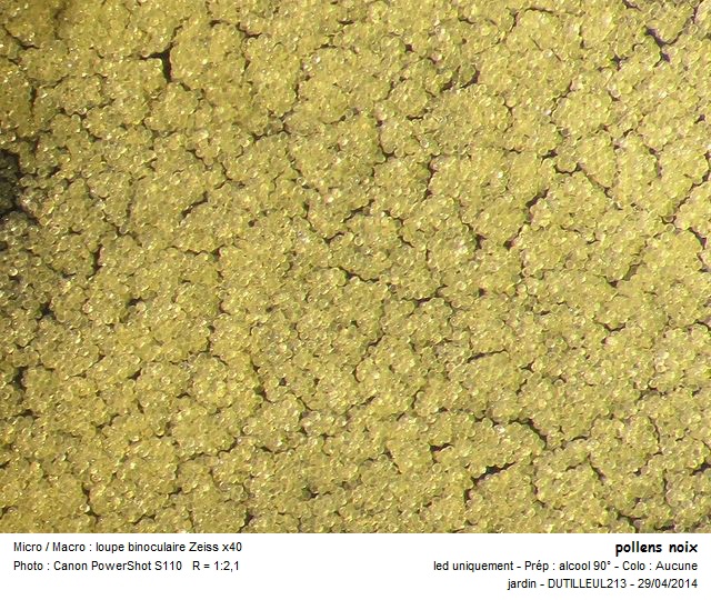 JUGLANS -NOYER #37359