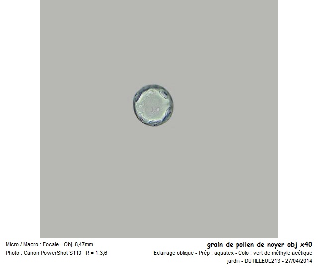 JUGLANS -NOYER #37356