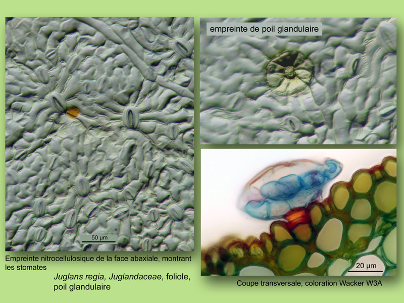 Juglans regia, histologie, histology. #24252