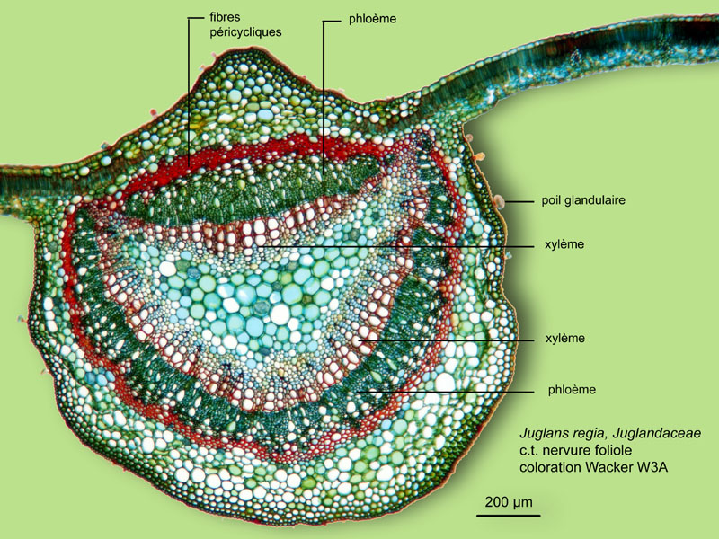 Juglans regia, histologie, histology. #24251