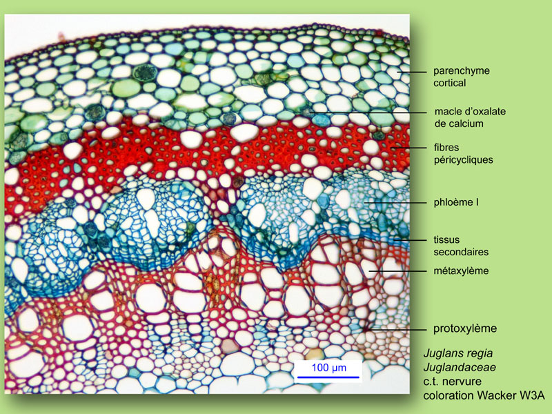 Juglans regia, histologie, histology. #24250