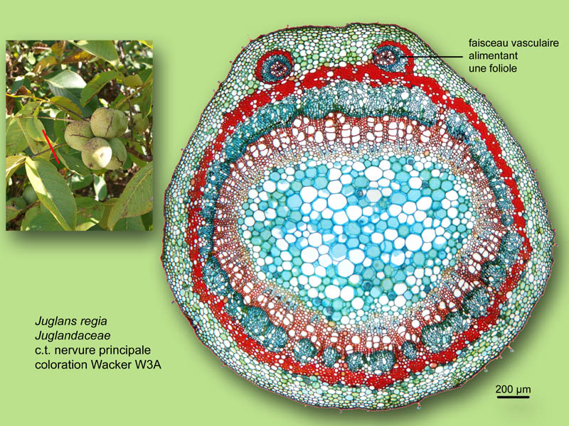 Juglans regia, histologie, histology. #24249