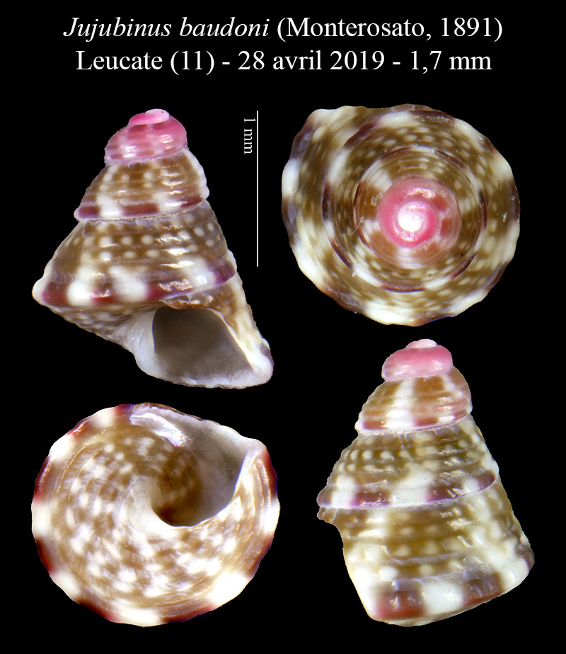 Jujubinus baudoni #60020