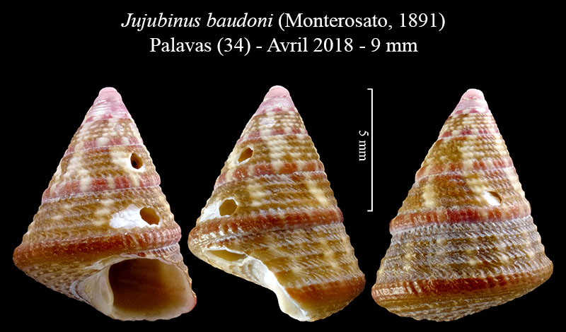 Jujubinus baudoni #60019