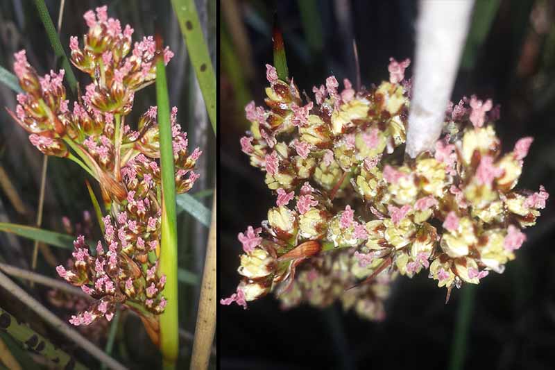 Juncus acutus #50815