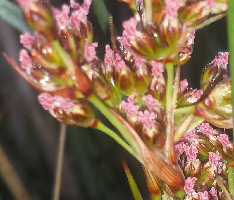 Juncus acutus #50816