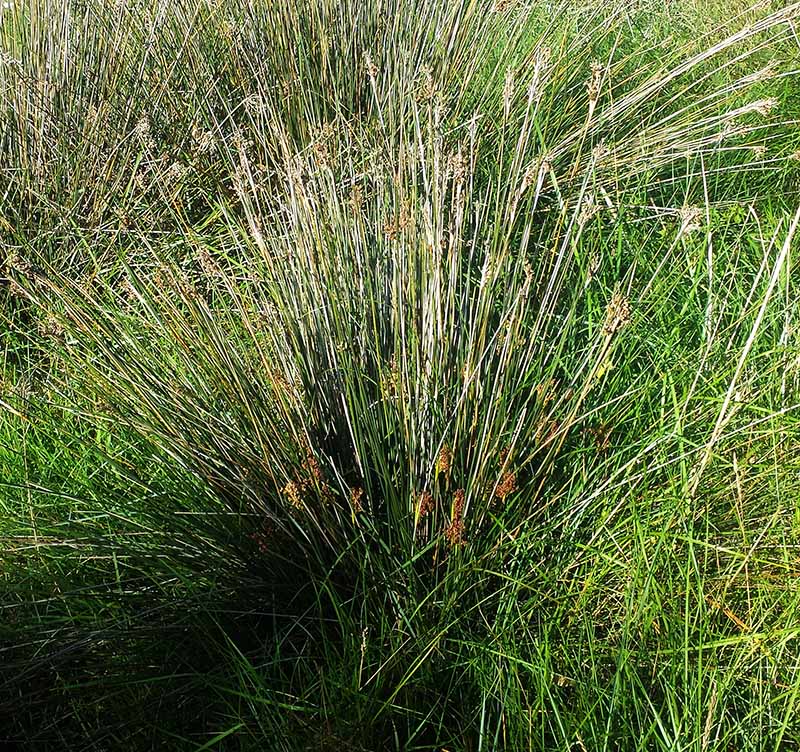 Juncus acutus #50813