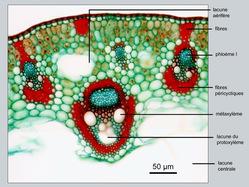 Juncus conglomeratus, histologie. #17081
