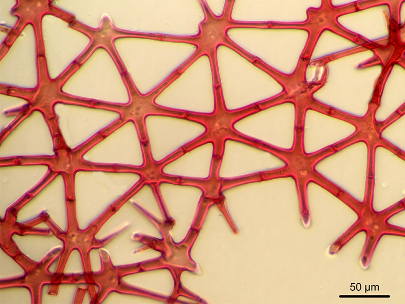 Juncus conglomeratus, histologie. #17082