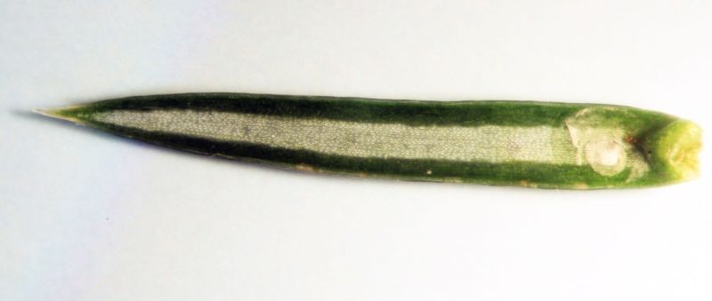 Juniperus communis - Genévrier #74491