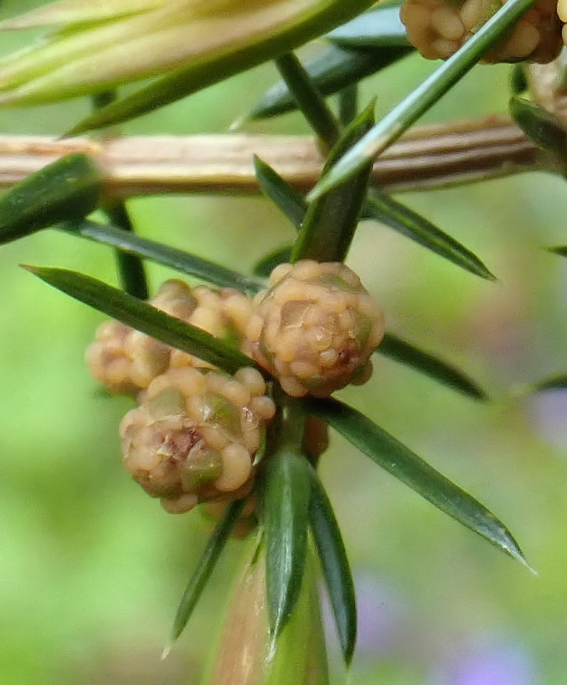 Juniperus communis - Genévrier #74498