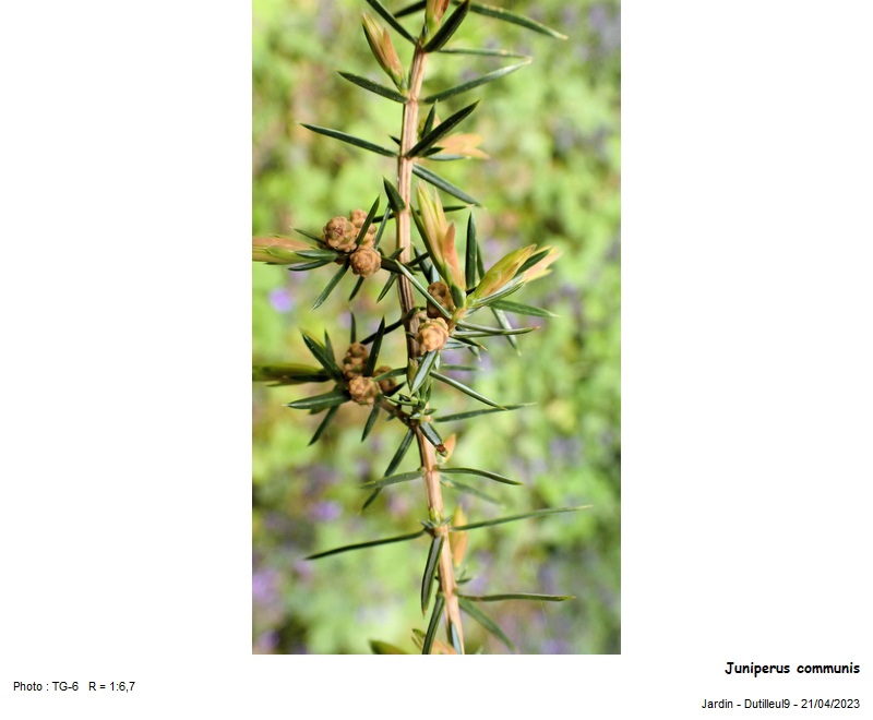 Juniperus communis - Genévrier #74487