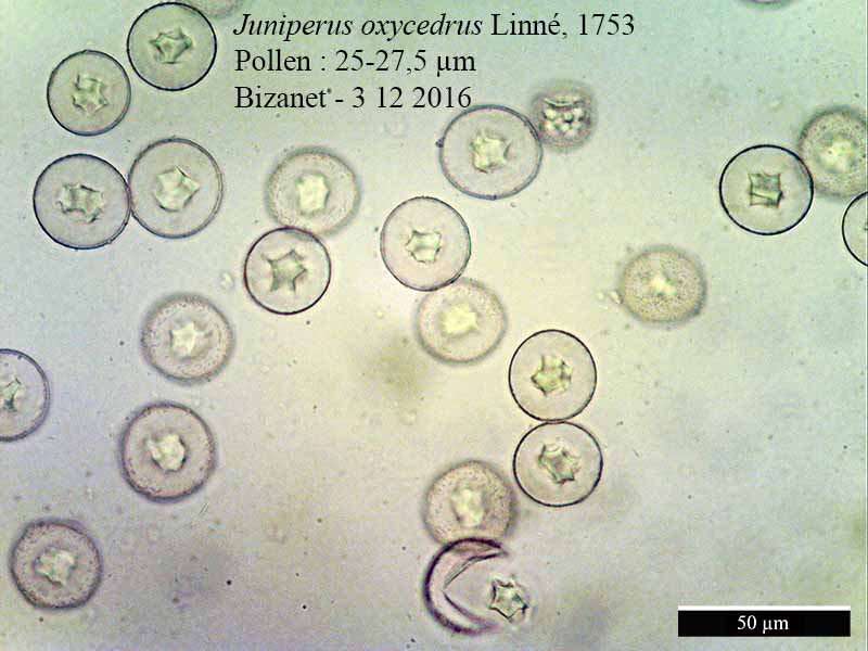 Juniperus oxycedrus #48202