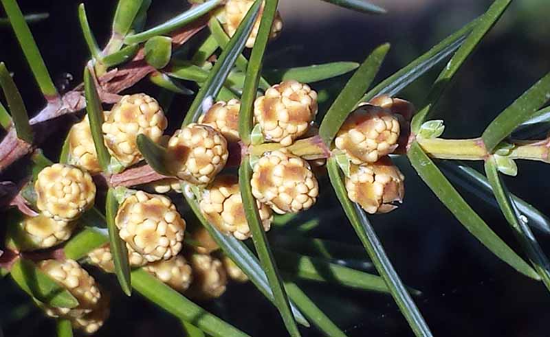 Juniperus oxycedrus #48201