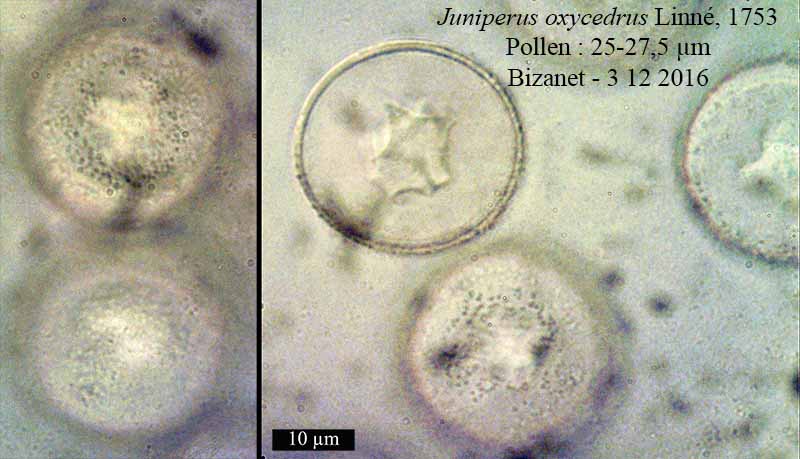 Juniperus oxycedrus #48203