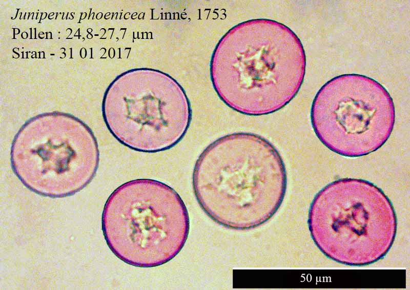 Juniperus phoenicea #49626