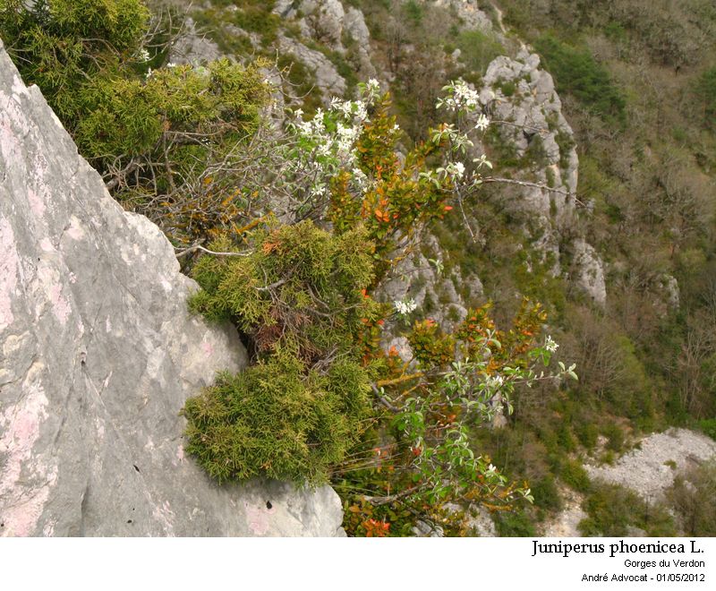 Juniperus phoenicea L. #41438