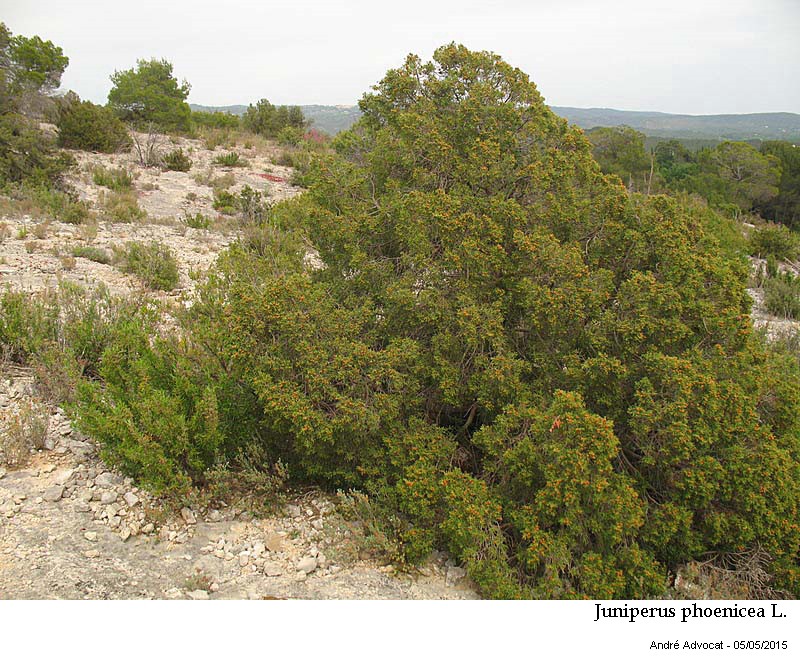 Juniperus phoenicea L. #41437