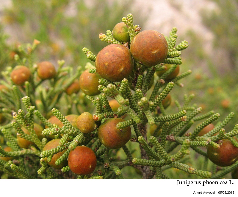 Juniperus phoenicea L. #41439