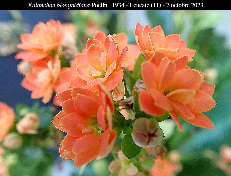 Kalanchoe blossfeldiana #76736