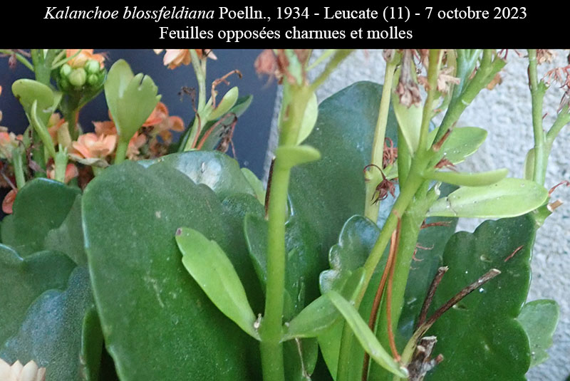 Kalanchoe blossfeldiana #76732