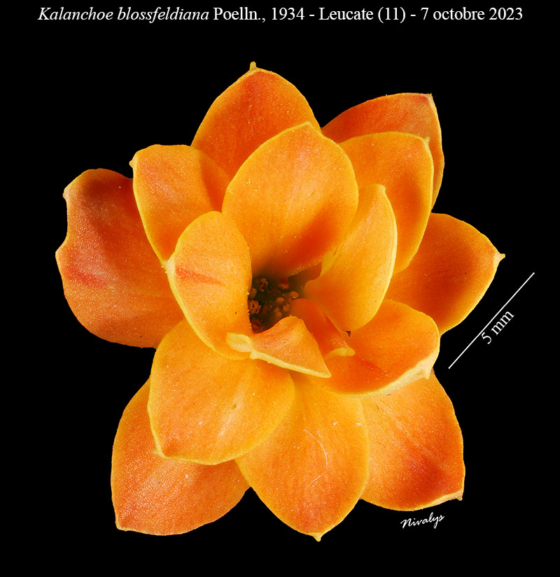 Kalanchoe blossfeldiana #76734
