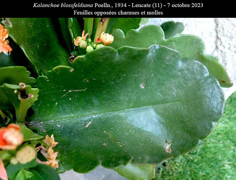 Kalanchoe blossfeldiana #76731